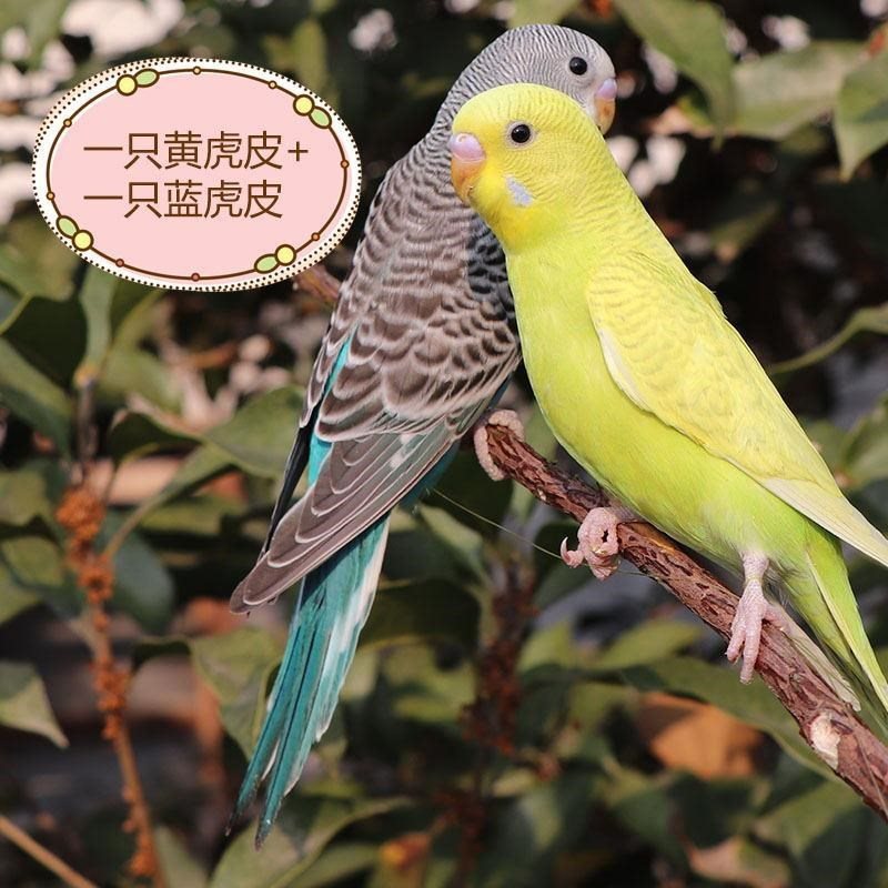 虎皮鹦鹉一对颜色随机发货